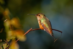 IMG_4933_cc IMG_4933_cc