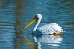 IMG_3466_cc IMG_3466_cc