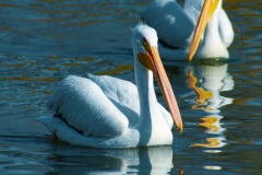 IMG_3486_cc IMG_3486_cc