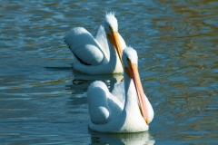 IMG_3488_cc IMG_3488_cc
