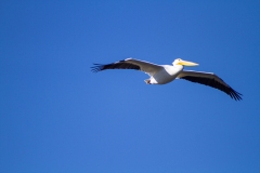 IMG_3521_cc IMG_3521_cc