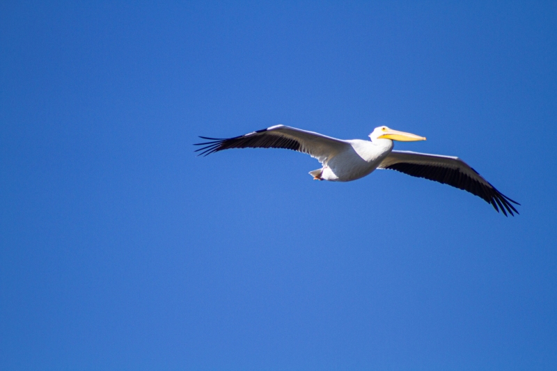 IMG_3521_cc