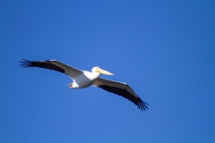 IMG_3522_cc IMG_3522_cc