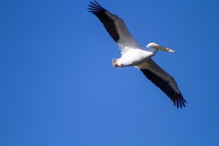 IMG_3524_cc IMG_3524_cc