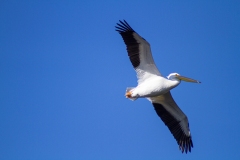 IMG_3525_cc IMG_3525_cc