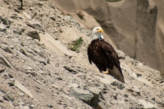 IMG_4883-Edit_cc IMG_4883-Edit_cc