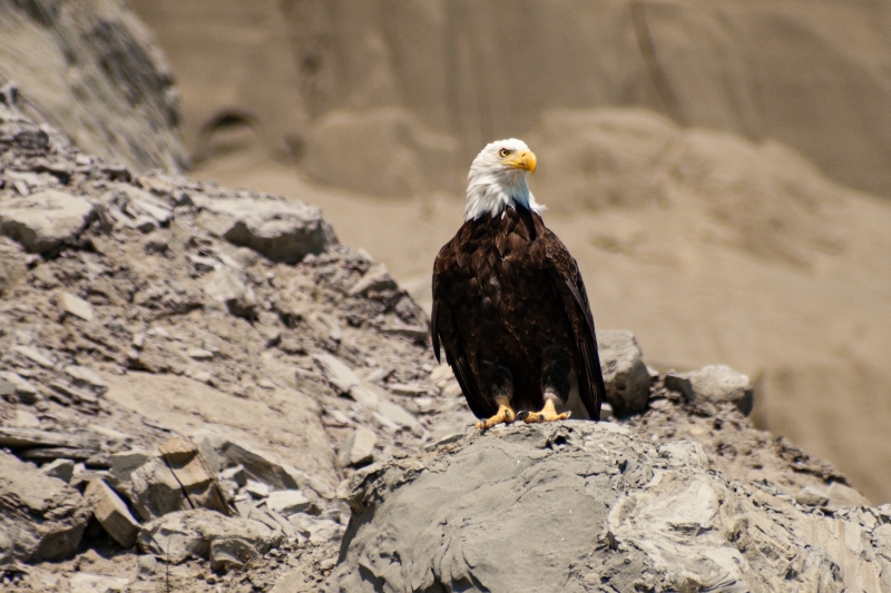 IMG_4893-Edit_cc