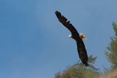 IMG_4899-Edit_cc IMG_4899-Edit_cc