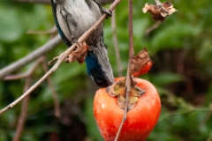 IMG_2207-Edit_cc IMG_2207-Edit_cc