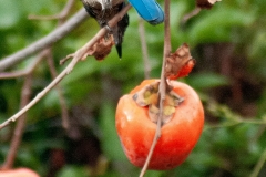 IMG_2209-Edit_cc IMG_2209-Edit_cc