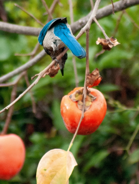 IMG_2209-Edit_cc