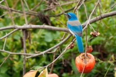 IMG_2212-Edit_cc IMG_2212-Edit_cc