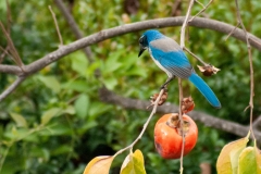 IMG_2217-Edit_cc IMG_2217-Edit_cc