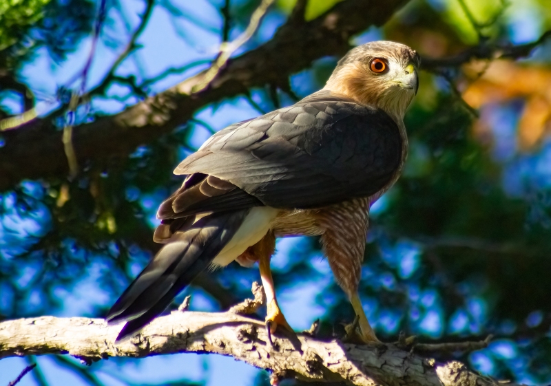 IMG_1973-Edit-Edit-Edit_cc