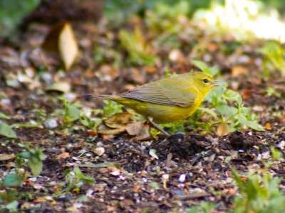 IMG_9105-Edit_cc IMG_9105-Edit_cc