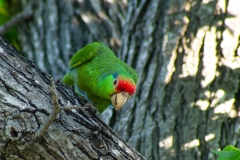 IMG_0622-Edit_cc IMG_0622-Edit_cc