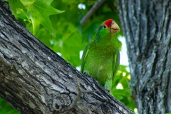 IMG_0630-Edit_cc IMG_0630-Edit_cc