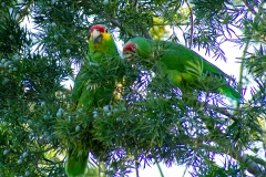 IMG_0665-Edit_cc IMG_0665-Edit_cc