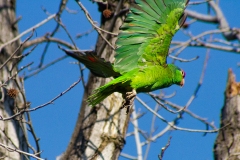 IMG_0718-Edit_cc IMG_0718-Edit_cc
