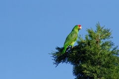 IMG_0744-Edit_cc IMG_0744-Edit_cc