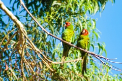 IMG_1433_cc IMG_1433_cc