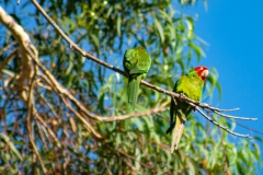 IMG_1439_cc IMG_1439_cc