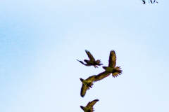 IMG_1454_cc IMG_1454_cc