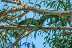 IMG_1464_cc IMG_1464_cc