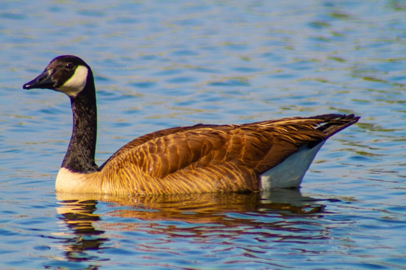 AA_anseriformes