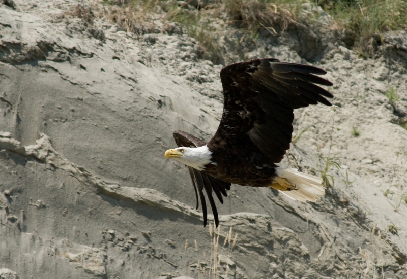 AA_birds