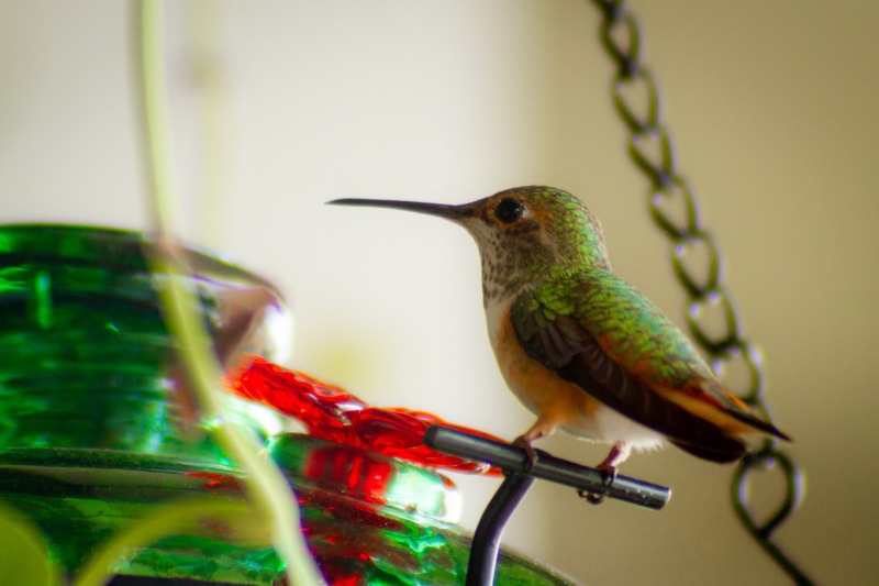 apodiformes