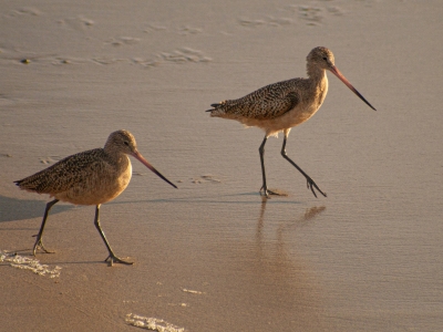 charadriiformes