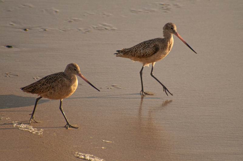 charadriiformes