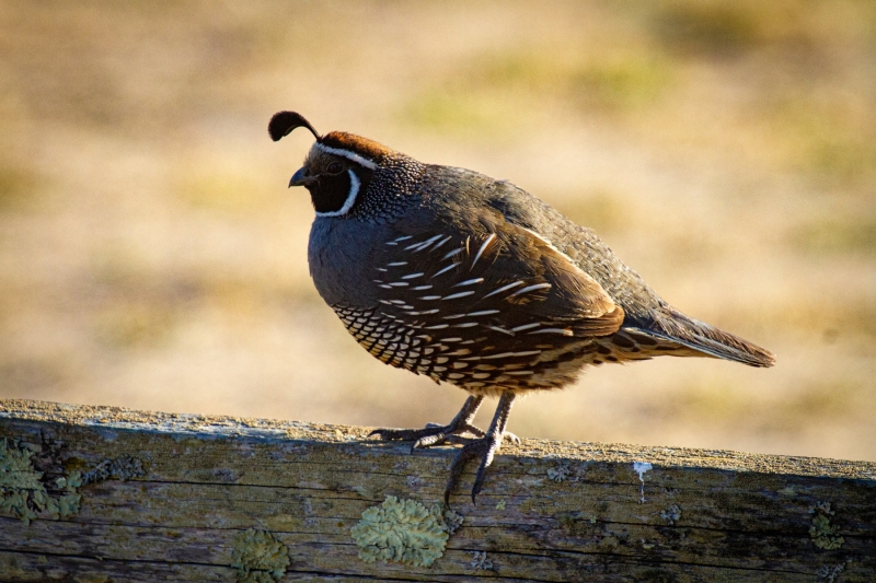 galliformes