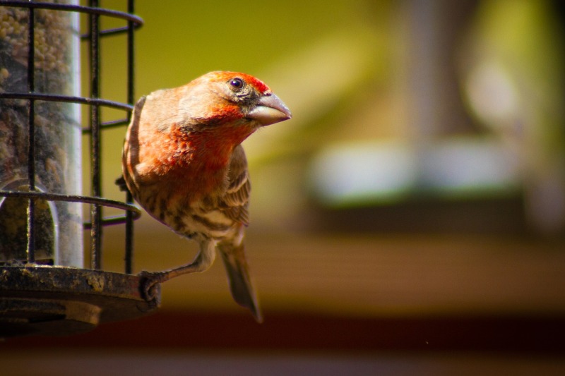 passeriformes