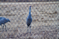 IMG_3140_cc