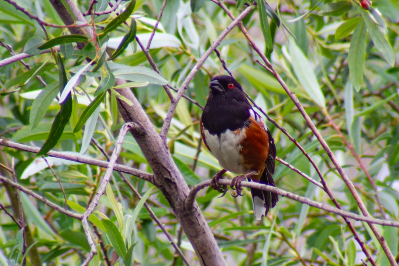 IMG_5740-Enhanced-NR-Edit_cc