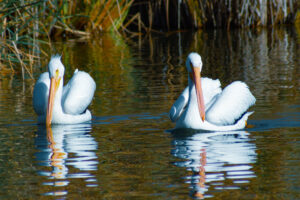 American White Pelican – Jan, 2017 – Los Angeles, CA