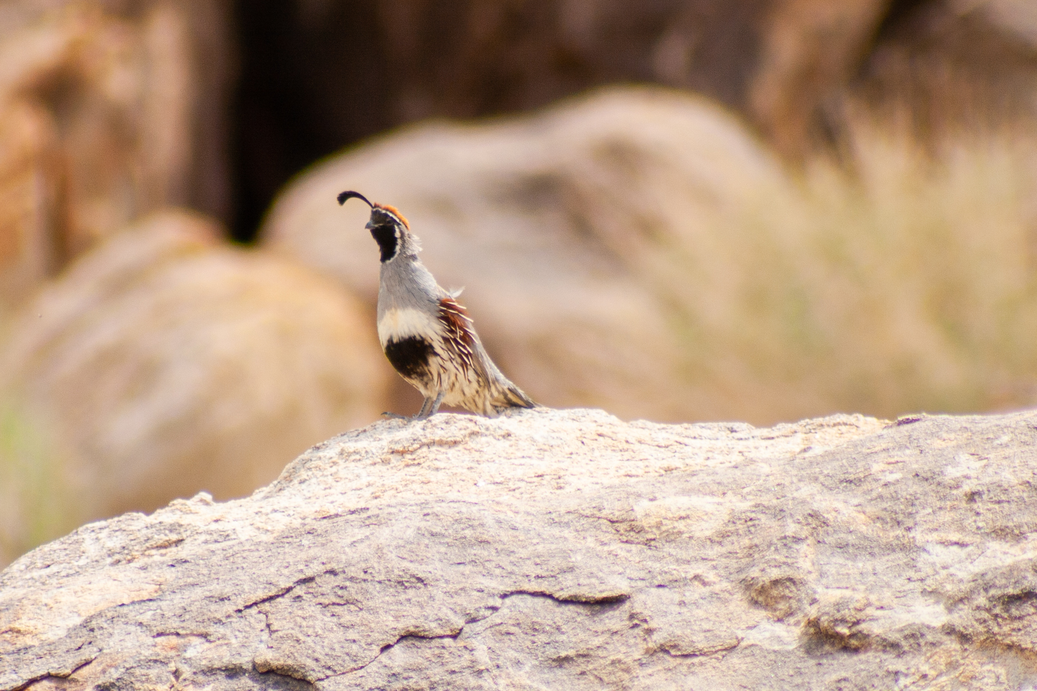 Gambel’s Quail – May, 2009 – Yosemite, CA