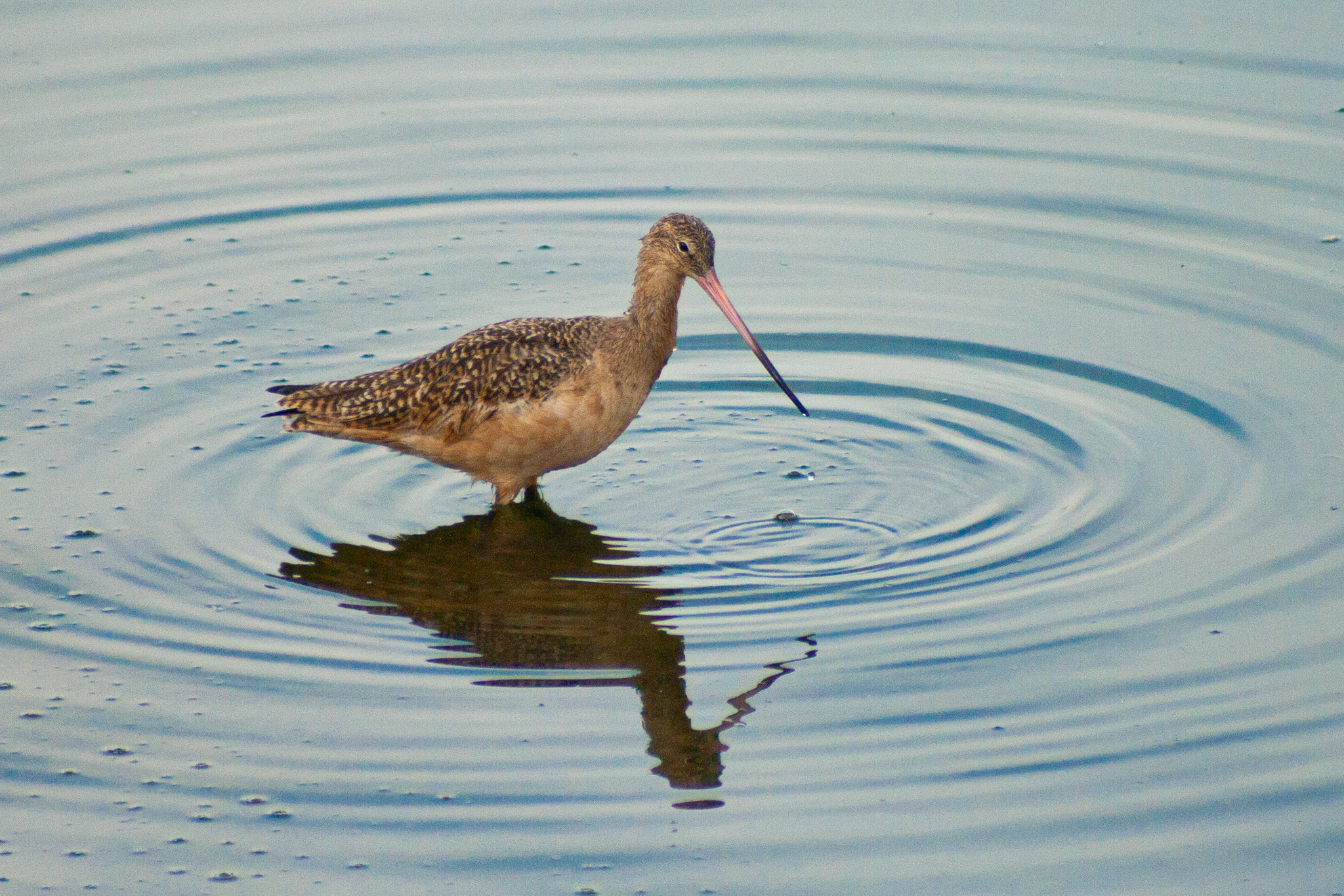 Marbled Godwit – Dec, 2009 – Venice, CA