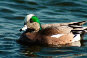 American Widgeon – Feb, 2010 – Los Angeles, CA