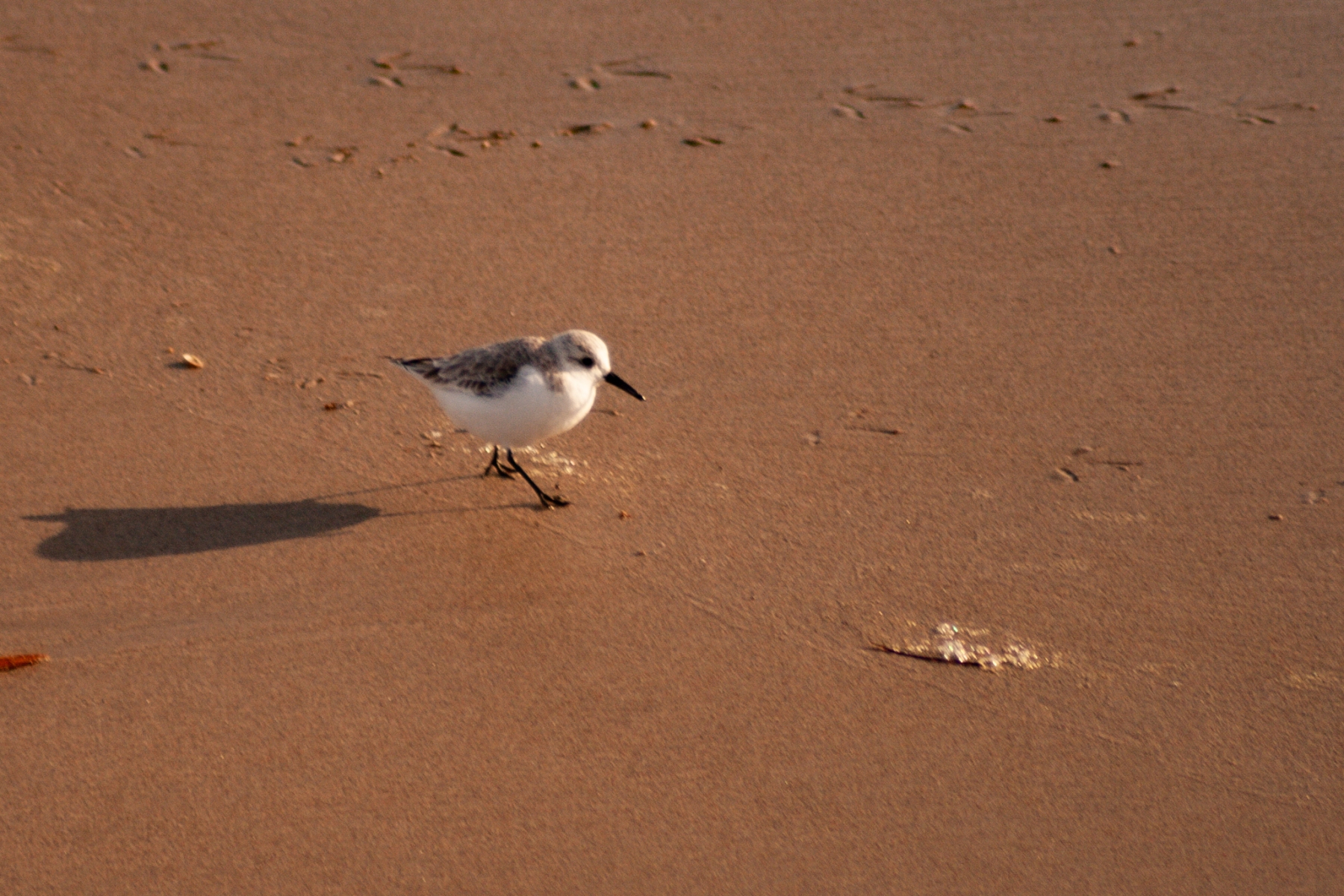 Snowy Plover  – Dec, 2012 – Venice, CA