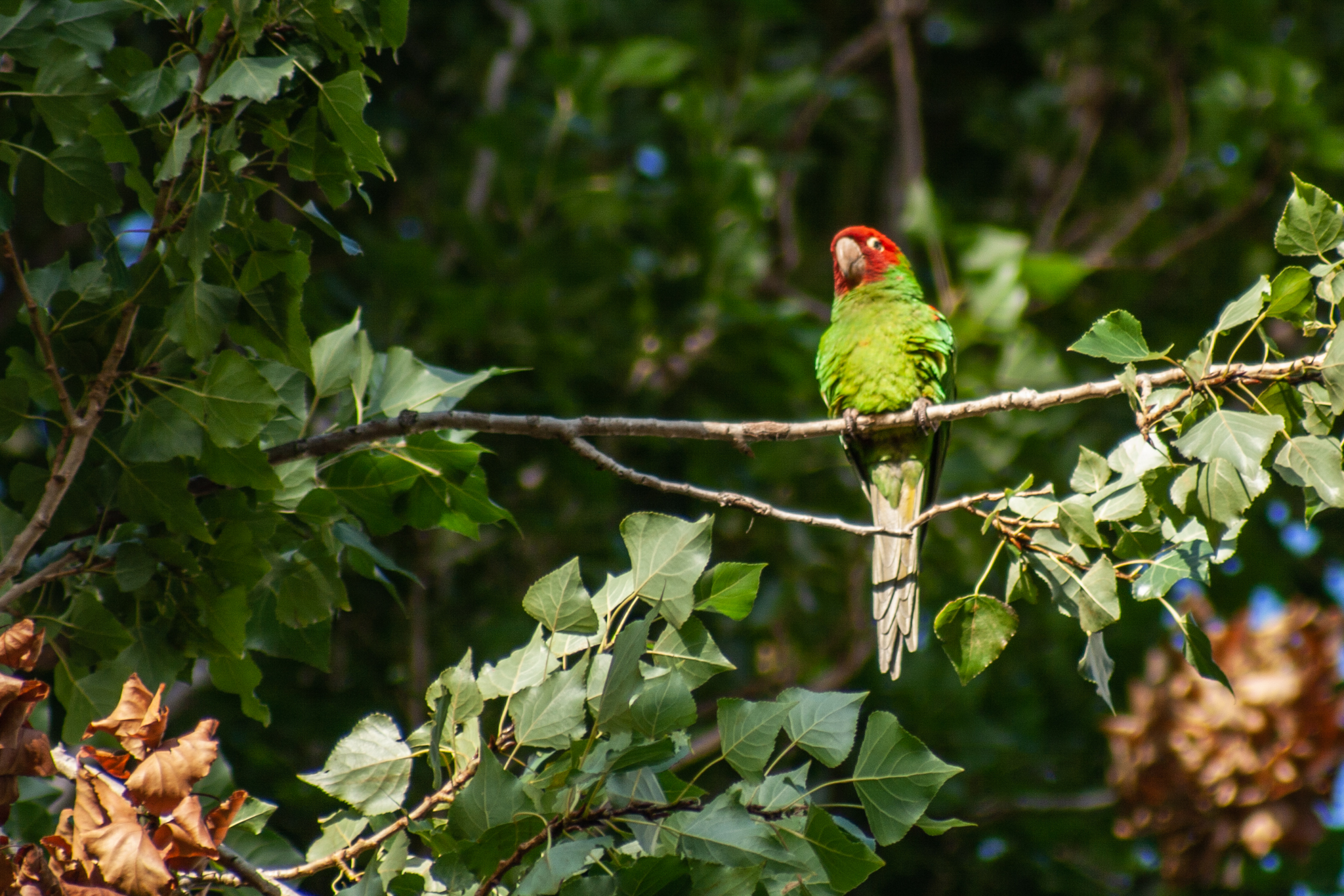 Red-Masked Parakeet – Aug 2008 – San Francisco, CA