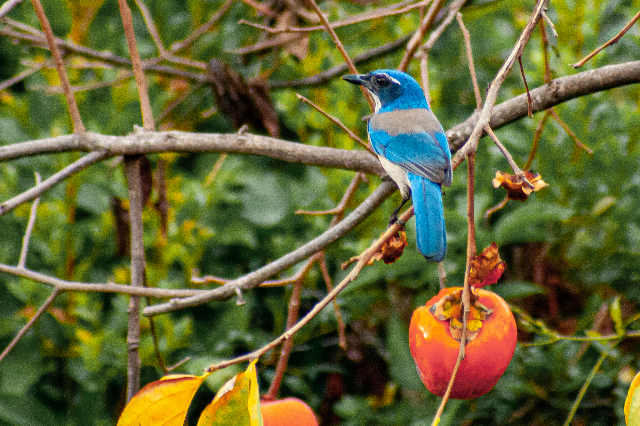 California Scrub Jay – Nov 2008 – Santa Barbara, CA