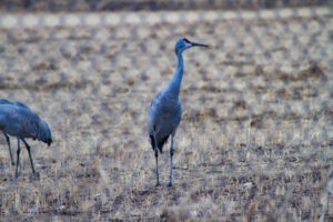 Sandhill Crane – Dec 2010 – Albuquerque, NM