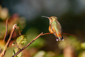 Allen’s Hummingbird – Jan 2010 – Los Angeles, CA