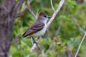 Ash-Throated Flycatcher – Apr, 2010 – Los Angeles, CA