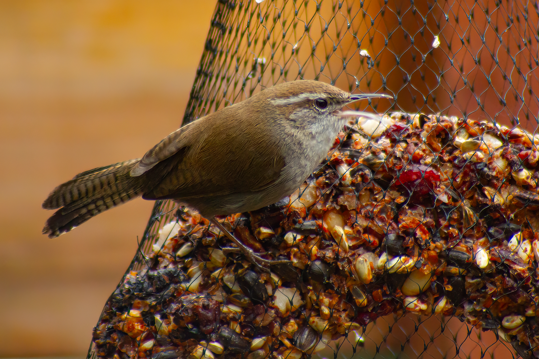 Bewick’s Wren – Mar, 2023 – Sherman Oaks, CA