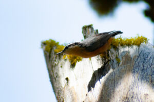 Red-Breasted Nuthatch – Sep, 2009 – Yosemite, CA