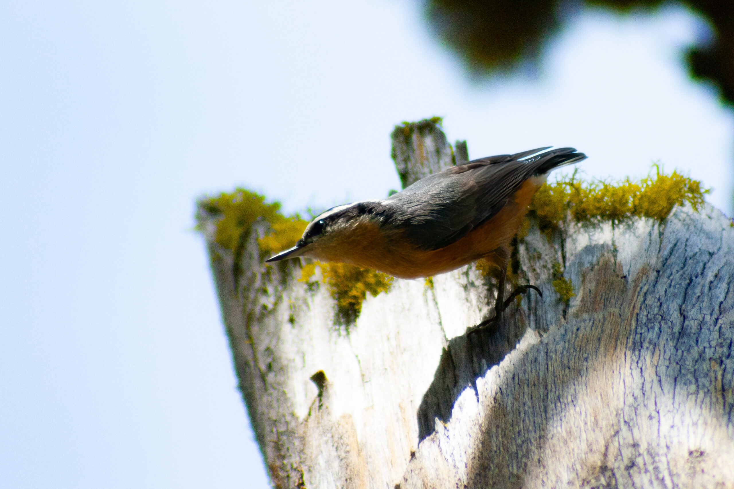 Red-Breasted Nuthatch – Sep, 2009 – Yosemite, CA